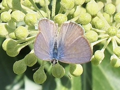 Leptotes pirithous