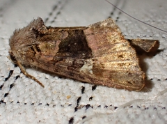 Euplexia lucipara