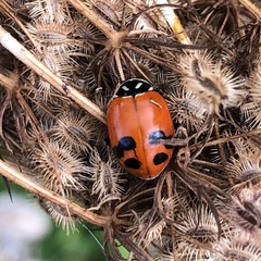 Hippodamia glacialis