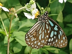 Tirumala limniace limniace
