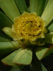 Leucadendron burchellii