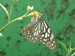 Tirumala limniace limniace
