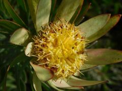 Leucadendron burchellii