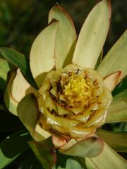 Leucadendron burchellii