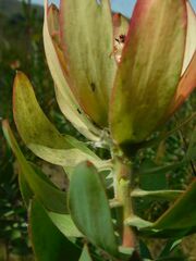 Leucadendron burchellii