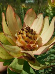Leucadendron burchellii