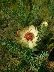 Leucadendron burchellii