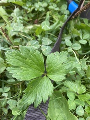 Ranunculus