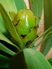 Leucadendron burchellii