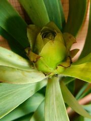 Leucadendron burchellii