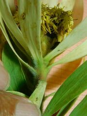 Leucadendron burchellii