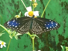 Euploea mulciber barsine