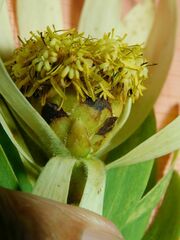 Leucadendron burchellii