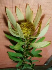 Leucadendron burchellii