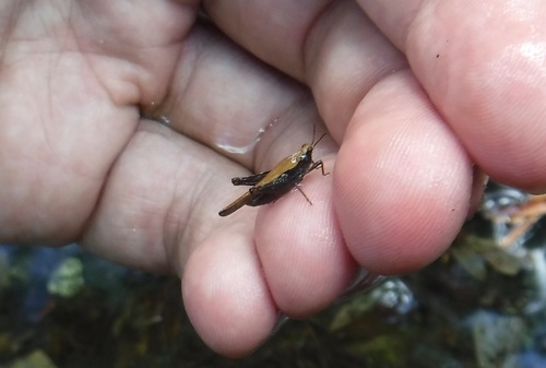 Slender groundhopper