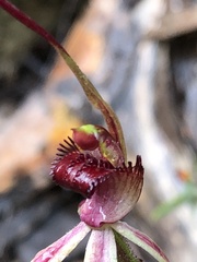 Caladenia ampla