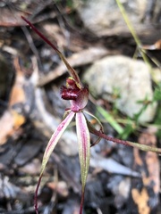Caladenia ampla
