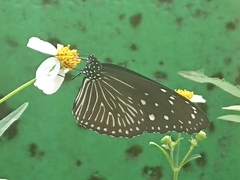 Euploea mulciber barsine