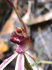 Caladenia ampla