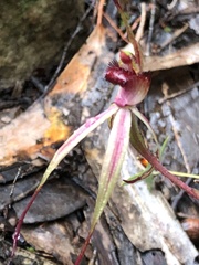 Caladenia ampla