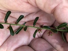 Phyllanthus hirtellus