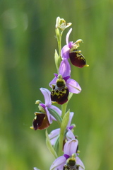 Ophrys fuciflora