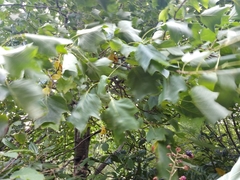 Liriodendron tulipifera