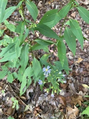 Symphyotrichum shortii