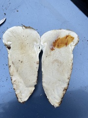 Catathelasma ventricosum