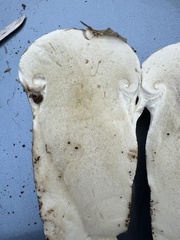 Catathelasma ventricosum
