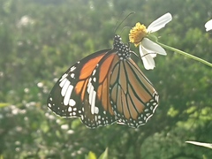 Danaus genutia