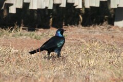 Lamprotornis australis