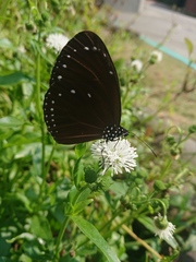 Euploea eunice