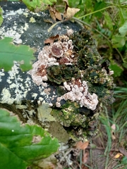 Auricularia mesenterica