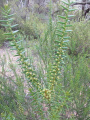 Acacia rupicola