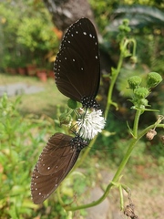 Euploea tulliolus koxinga