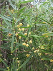 Acacia retinodes