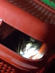 Paradoxurus hermaphroditus