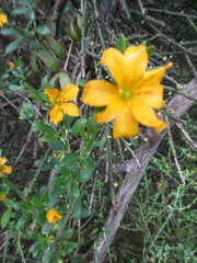 Roepera billardierei