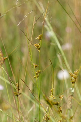 Juncus tenuis