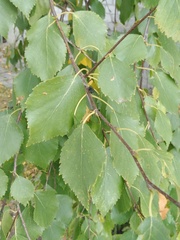 Betula pubescens