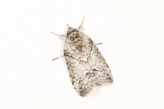 Nycteola polycyma