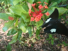 Papilio helenus