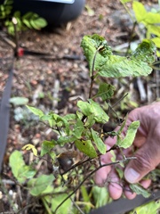 Lonicera nigra