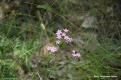 Centaurium erythraea