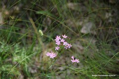 Centaurium erythraea