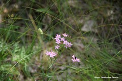 Centaurium erythraea
