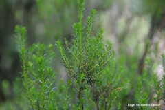 Erica arborea