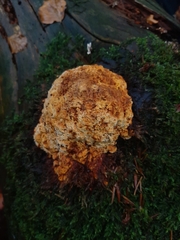 Fomitopsis pinicola
