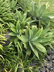 Agave attenuata